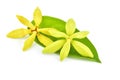 Ylang-Ylang flower Royalty Free Stock Photo