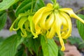 Ylang Ylang Flower