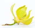 Ylang ylang flower Royalty Free Stock Photo