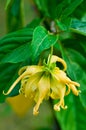 Ylang-Ylang flower on tree Royalty Free Stock Photo