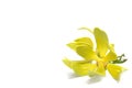 Ylang-ylang flower