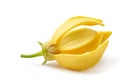 Ylang-Ylang flower,Yellow fragrant flower