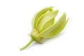 Ylang-Ylang flower,Yellow fragrant flower Royalty Free Stock Photo