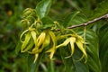 Ylang-Ylang flowers