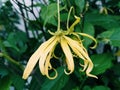 Ylang ylang flowers are beautiful to the eye and have a nice shape
