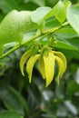 Ylang-Ylang Flowers (Cananga odorata (Lamk.) Hook. Royalty Free Stock Photo