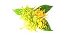 Ylang ylang flowers with fresh leaves on white background