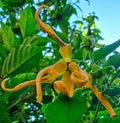 Ylang ylang flowers and leaves in the yard detail