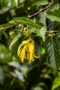 Ylang-Ylang