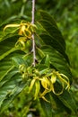 Ylang-Ylang