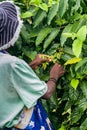 Ylang-Ylang harvest