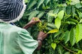 Ylang-Ylang harvest