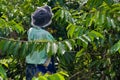 Ylang-Ylang harvest