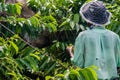 Ylang-Ylang harvest