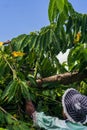 Ylang-Ylang harvest