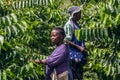 Ylang-Ylang harvest