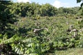 Ylang ylang, Nosy Be, Madagascar