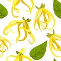 Ylang-Ylang tropical flower Cananga odorata . seamless pattern vector