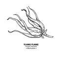 Ylang ylang vector drawing. Isolated vintage illustration of me