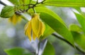 Ylang-Ylang yellow flowers are blooming and fragrant on the tree.