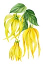 Ylang-ylang yellow tropical flowers and leaves on an isolated white background. Watercolor botanical illustration