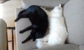 Yn yang cats blackcat witecat cats sleep Royalty Free Stock Photo