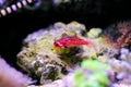 Flaming Scooter Blenny fish - Synchiropus sycorax Royalty Free Stock Photo