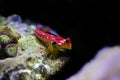 Flaming Scooter Blenny fish - Synchiropus sycorax Royalty Free Stock Photo