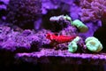 Ruby Red Dragonet fish - Synchiropus sycorax Royalty Free Stock Photo