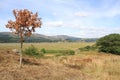 Ynys Hir bird reserve with oak tree