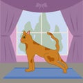 Yoga for animals. Red funny cat is doing yoga in the pose downward facing dog