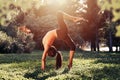 Yoga. Bridge exercise. Young woman practicing yoga or dancing or stretching in nature at park. Health lifestyle concept Royalty Free Stock Photo