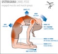 Yoga-camel pose