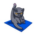 Yoga cat - Angry cat - grey cat - fat cat