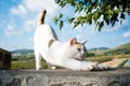 Yoga cat stretches herself elevating back, good morning