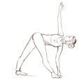 Yoga. The girl stands in the parivritta trikonasana pose . Contour drawing of a girl who goes in for sports.