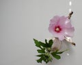 Yoga skeleton flower head and Flower bud of a purple rhodendrum bush in a mini vase