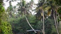 Boat and palm tree backwater in India timelapse