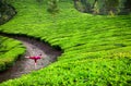 Yoga warrior pose in tea plantations Royalty Free Stock Photo