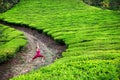 Yoga warrior pose in tea plantations Royalty Free Stock Photo