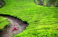 Yoga warrior pose in tea plantations Royalty Free Stock Photo