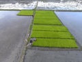 Erial farmers preparing the seeds plant young rice