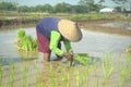 Farmers plant young rice in the field