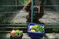 Bornean orangutans prepare to receive food rations at the Wildlife Rescue Center Royalty Free Stock Photo