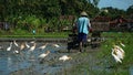 Farmers are plowing the fields with a tractor. White blekok birds or storks are looking for food in the vicinity