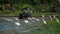 Farmers are plowing the fields with a tractor. White blekok birds or storks are looking for food in the vicinity