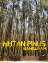 Yogyakarta Mangunan Pine Forest