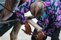 Yogyakarta in October 2022. A wagon rider is changing a horseshoe from his horse Royalty Free Stock Photo