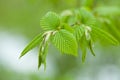 Yoing twig of tree birch in forest Royalty Free Stock Photo