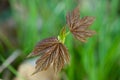 Yoing twig of tree in forest Royalty Free Stock Photo